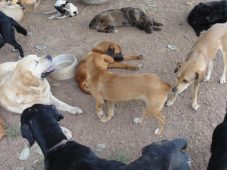Que tal começar o ano ajudando uma causa? fauna flora abrigo cães radio corredor 227x170 - Que tal começar o ano ajudando uma causa?