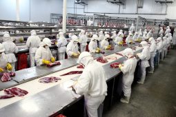 Arábia Saudita habilita frigoríficos brasileiros frigorifico habilitados arabia saudita radio corredor 255x170 - Arábia Saudita habilita frigoríficos brasileiros