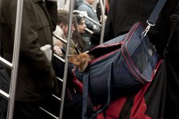 Lei vai permitir bicho de estimação no transporte público do DF (Foto: reprodução da internet) Lei vai permitir bicho de estimação no transporte público do DF (Foto: reprodução da internet)