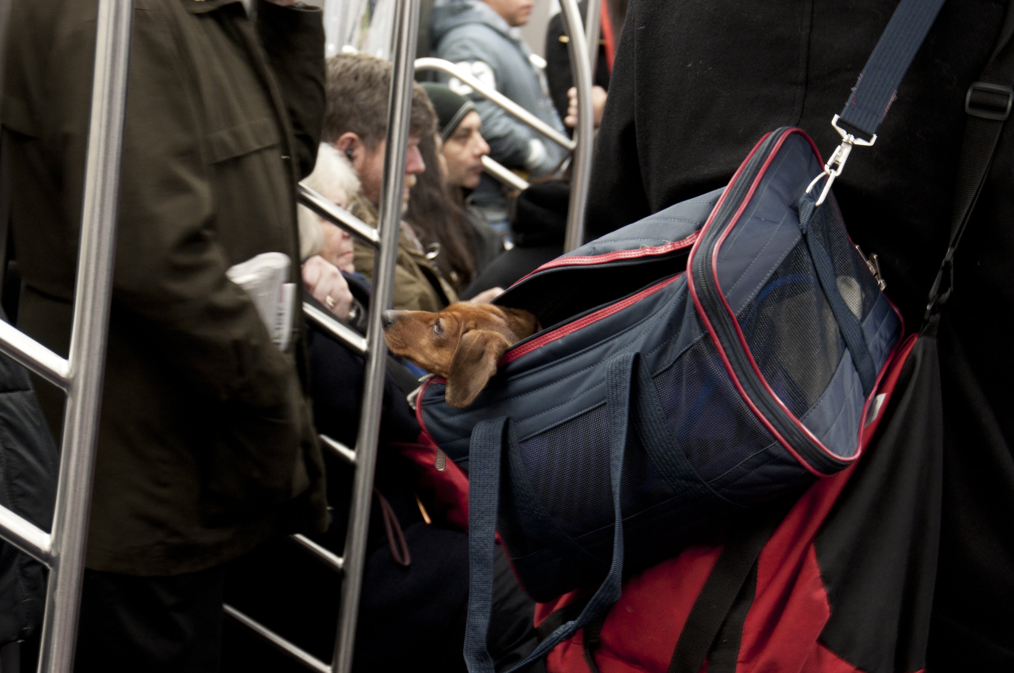 Lei vai permitir bicho de estimação no transporte público do DF (Foto: reprodução da internet)