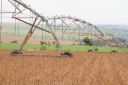 O recorde da agricultura (que não é vilã) soja goias 5foto tony oliveira cna direitos reservados 255x170 - O recorde da agricultura (que não é vilã)