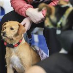 Castra Ride: Programa lança ciclo de castrações gratuitas para cães e gatos